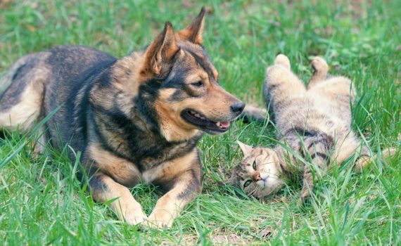 Comment faciliter la perte de poids de son animal ?