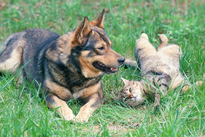Comment faciliter la perte de poids de son animal ?