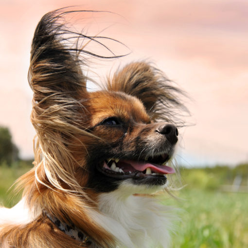 La teigne chez le chien
