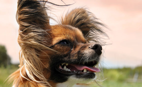 La teigne chez le chien