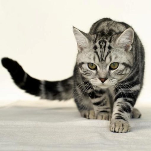 Punition chez le chat