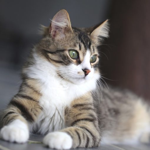 Les signes de vieillissement chez le chat
