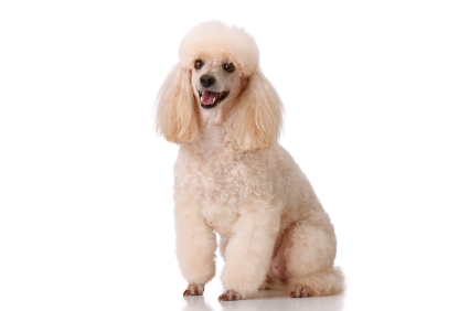 Maladie parodontale chez le chien