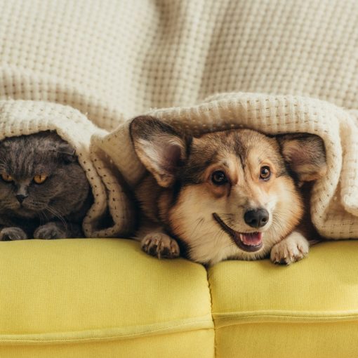 Les effets de la musique chez les animaux