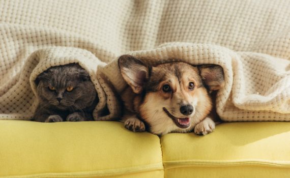 Les effets de la musique chez les animaux