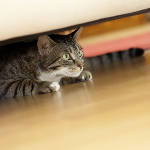 Mon chat a peur du bruit