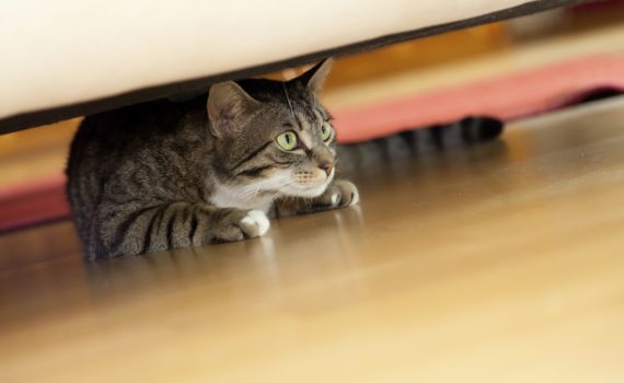 Mon chat a peur du bruit