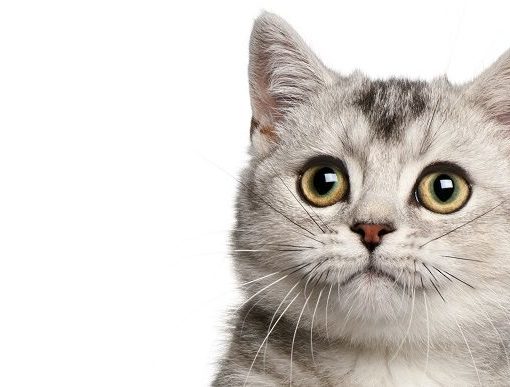 Comment apprendre à un chaton à faire ses besoins dans la litière ?