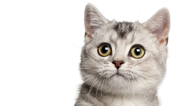Comment apprendre à un chaton à faire ses besoins dans la litière ?