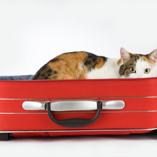 Prendre l'avion avec son animal