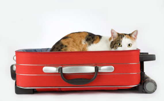 Prendre l'avion avec son animal