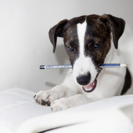 Punition chez le chien : bonne ou mauvaise idée ?