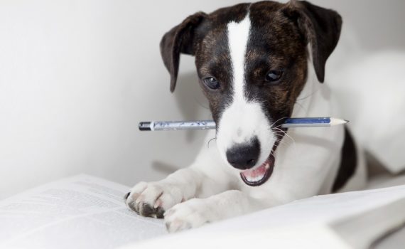 Punition chez le chien : bonne ou mauvaise idée ?
