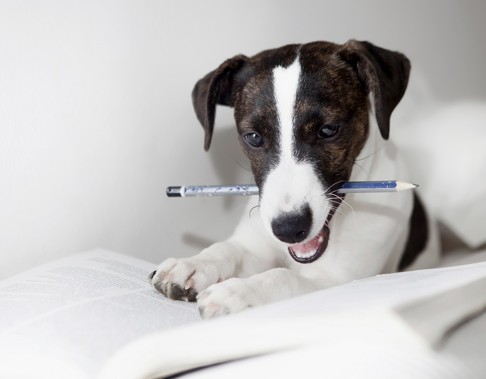 Punition chez le chien : bonne ou mauvaise idée ?