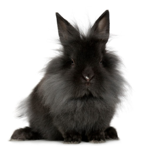 La mue du lapin