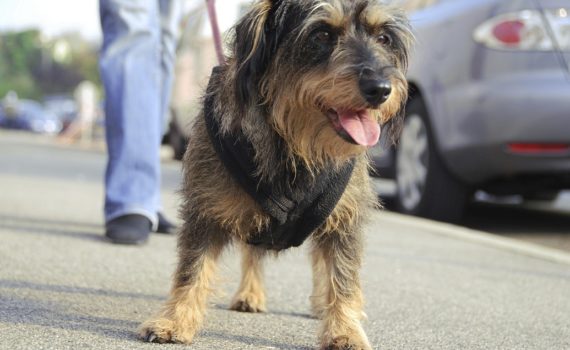 Mon chien a des gaz