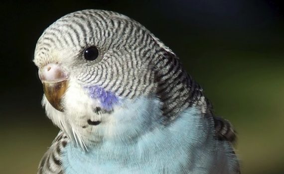 Comment savoir si mon oiseau est malade ?