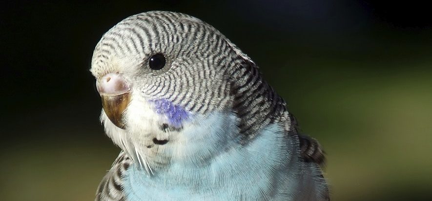 Comment savoir si mon oiseau est malade ?