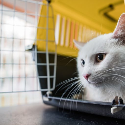 Comment mettre un chat dans une cage ?