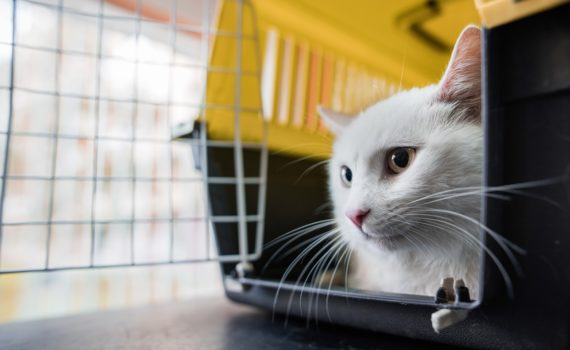 Comment mettre un chat dans une cage ?