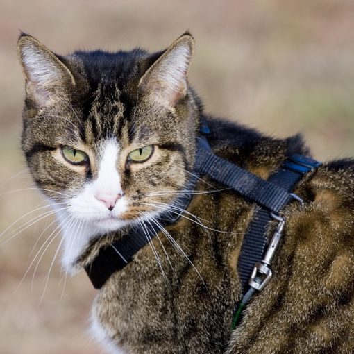 Comment habituer un chat au harnais ?