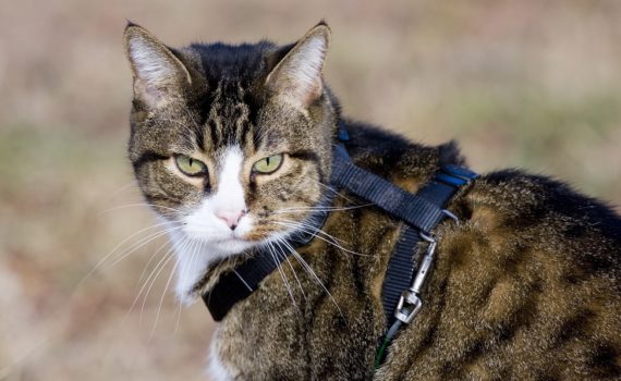 Comment habituer un chat au harnais ?