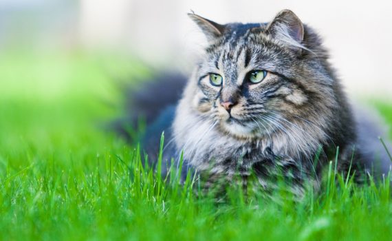 Peut-on donner du paracétamol à un chat ?