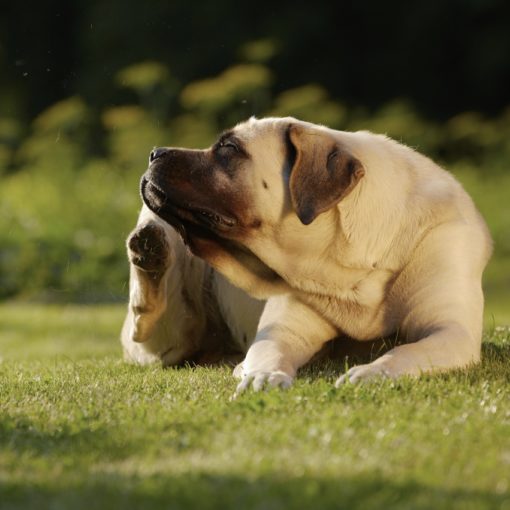 Le hot-spot chez le chien