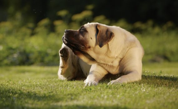 Le hot-spot chez le chien