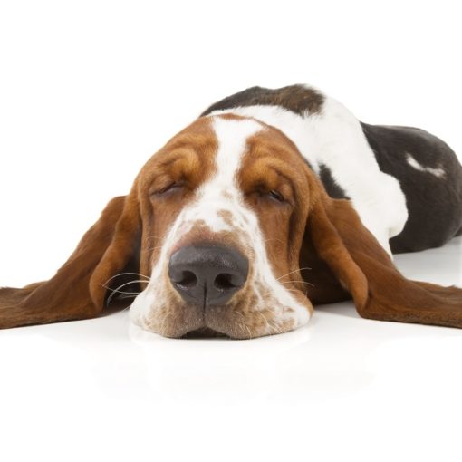 Mon chien rêve et pleure dans son sommeil