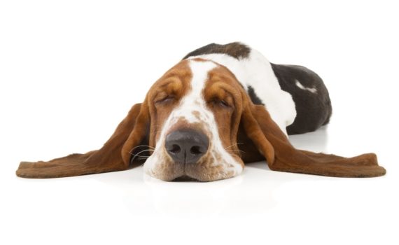 Mon chien rêve et pleure dans son sommeil