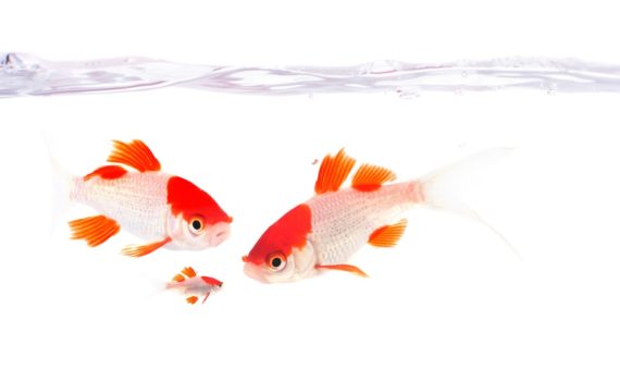 Que faire de vos poissons pendant les vacances ?
