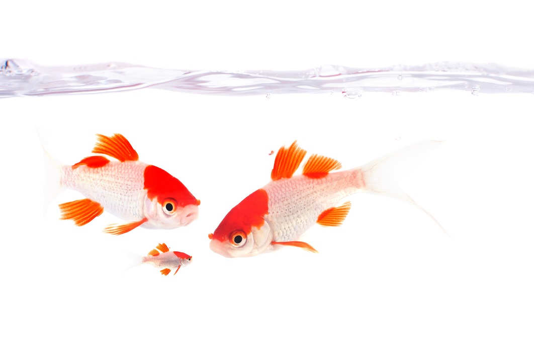 Que faire de vos poissons pendant les vacances ?