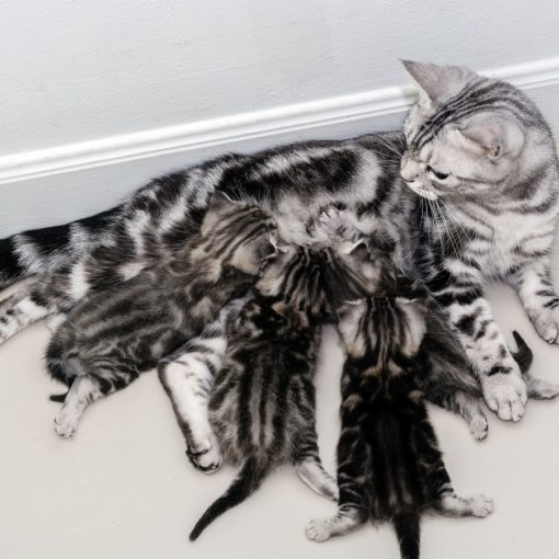 Nourrir une chatte gestante ou allaitante