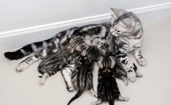 Nourrir une chatte gestante ou allaitante