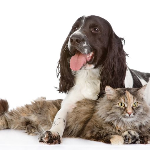Mon animal a de l'arthrose, que faire ?