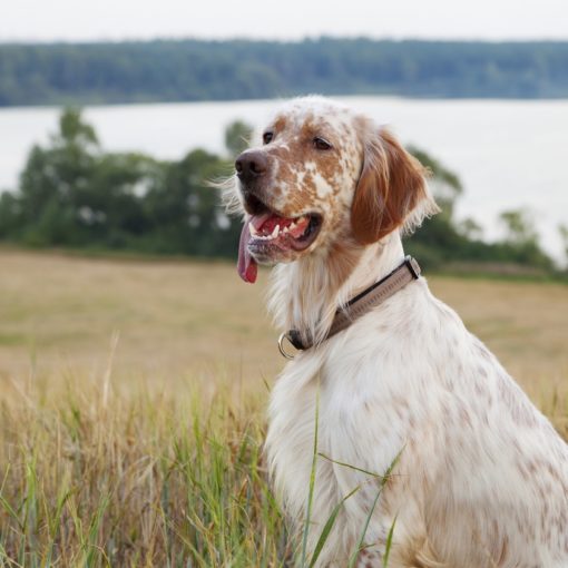 Mon chien respire vite