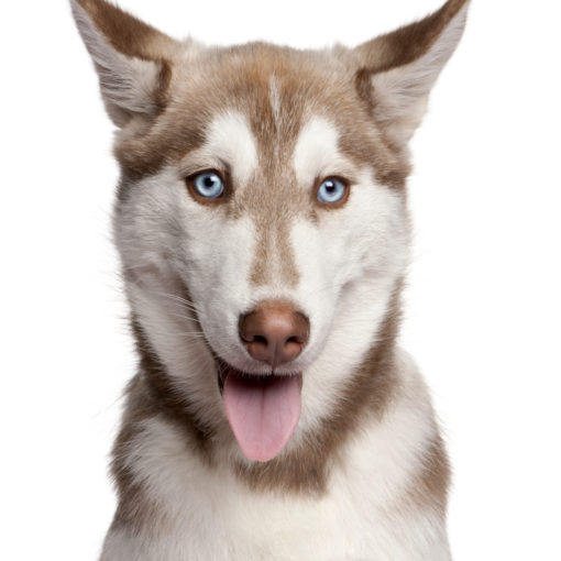 Comment savoir si son chien est sourd ?