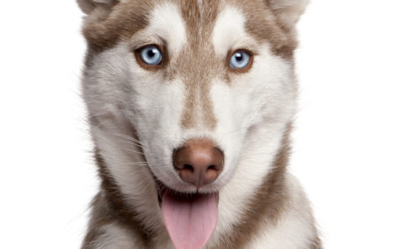 Comment savoir si son chien est sourd ?