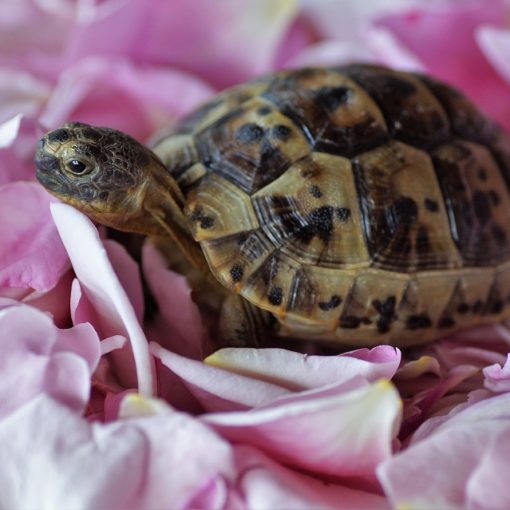 Ma tortue a la carapace cassée, que faire ?