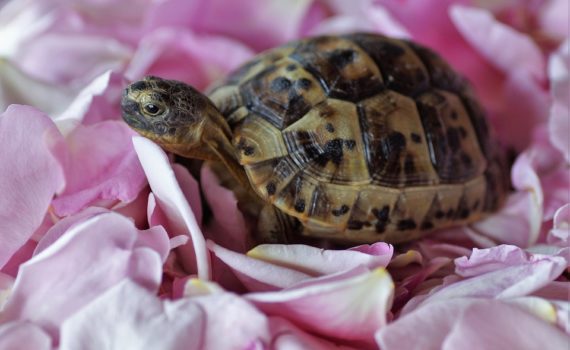 Ma tortue a la carapace cassée, que faire ?