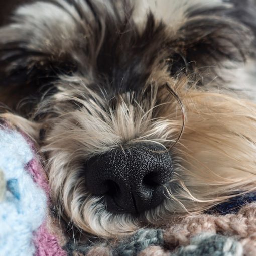 Chien qui dort
