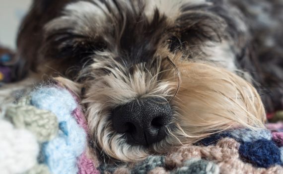 Chien qui dort