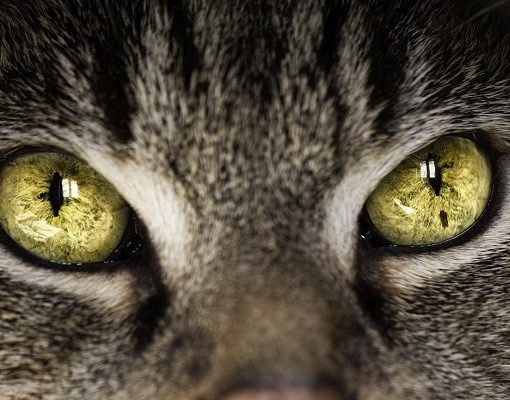 L'hypertension artérielle chez le chat