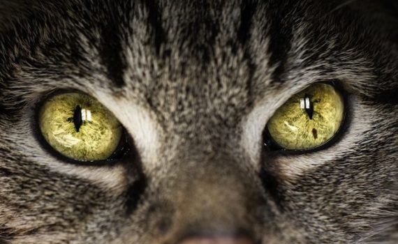 L'hypertension artérielle chez le chat