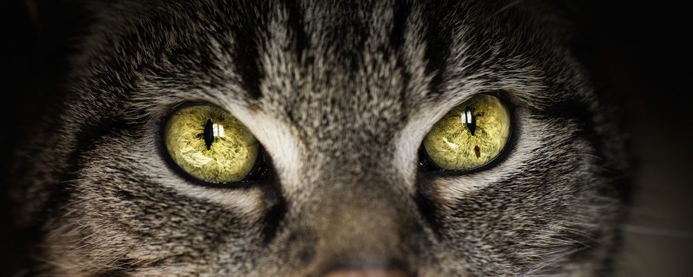 L'hypertension artérielle chez le chat