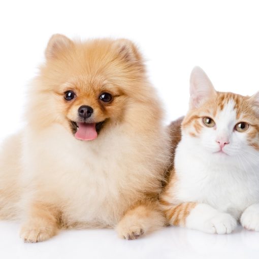 Comment les animaux entendent-ils ?