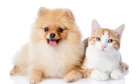 Comment les animaux entendent-ils ?