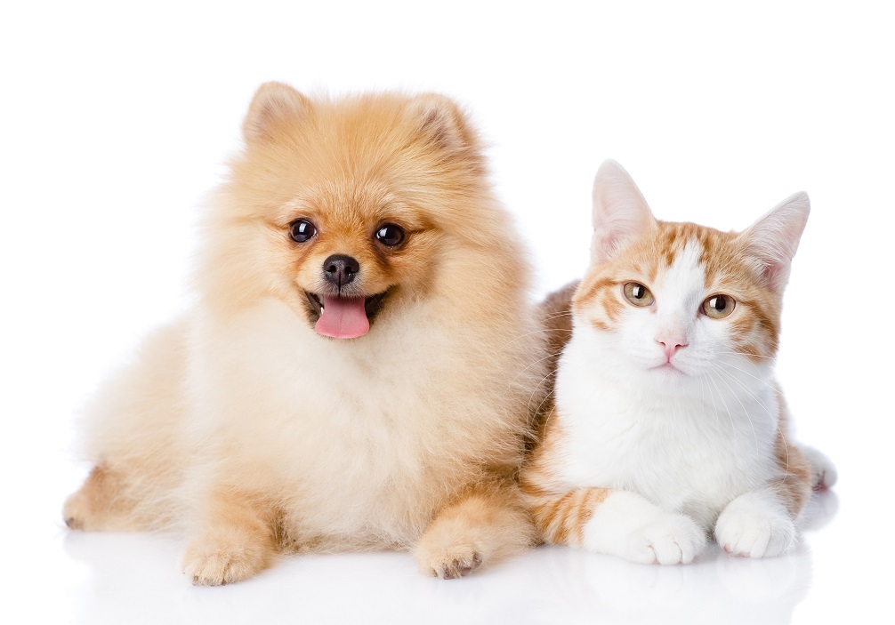 Comment les animaux entendent-ils ?