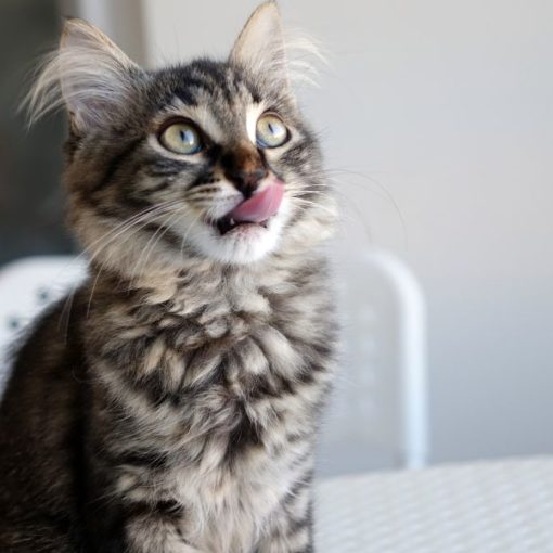 aliments dont les chats raffolent